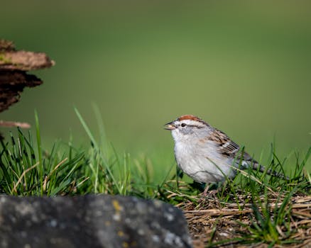 Kasino Kolikkopelit: Parhaat Slotit Ja Vinkit Voittoihin