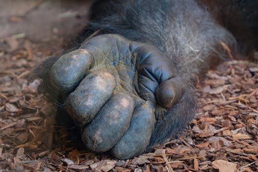 Nordea Autolainan Korko Ja Sen Merkitys Autolainojen Hakijalle